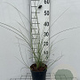 Miscanthus sin. 'Morning Light' GM 2,0L