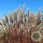 Miscanthus sin. 'Silberfeder' GM 3,0L leverbaar