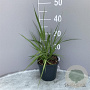 Molinia arundinacea GM 2,0L