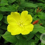 Oenothera biennis GM P9