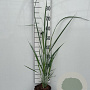 Panicum virgatum 'Northwind' GM 2,0L