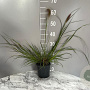 Pennisetum al. 'Cassian' GM 2,0L
