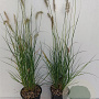 Pennisetum al. 'Hameln' GM 1.5