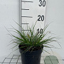 Pennisetum al. 'Little Bunny' GM 2,0L