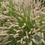 Pennisetum orientale GM P9
