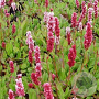Persicaria aff. 'Kabouter' GM P9
