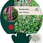 Persicaria aff. 'Kabouter' GM P9