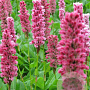 Persicaria aff. 'Kabouter' GM P9