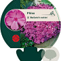 Phlox (S) 'MacDaniel's Cushion' GM P9