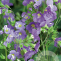 Polemonium caer. 'Lambrook Mauve' GM P9