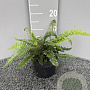 Polystichum polyblepharum GM 2,0L