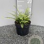 Polystichum set. 'Herrenhausen' GM 2,0L