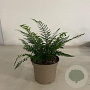 Polystichum set. 'Proliferum' GM 2,0L