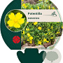 Potentilla neumanniana GM P9