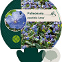 Pulmonaria ang. 'Azurea' GM P9