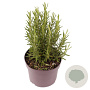 Rosmarinus officinalis 20-25 cm 2,0L