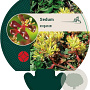 Sedum oreganum GM P9