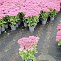 Sedum spectabile 'Brillant' GM 2,0L