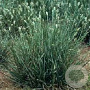 Sesleria caerulea GM P9