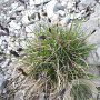 Sesleria caerulea GM P9