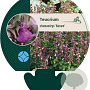 Teucrium cham. 'Nanum' GM P9