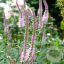 Veronicastrum virg. 'Erika' GM P9