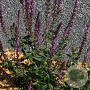 Salvia nem. 'Amethyst' GM P9