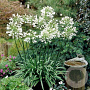 Agapanthus afr. 'Albus' GM P9