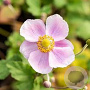 Anemone h. 'Little Princess' GM P9