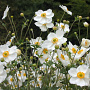 Anemone hyb. 'Honorine Jobert' GM P9