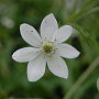 Anemone rivularis GM P9