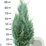 Chamaecyparis l. 'Columnaris' 80-100 cm met kluit