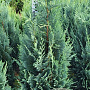 Chamaecyparis l. 'Columnaris' 100-120 cm met kluit