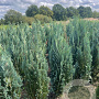 Chamaecyparis l. 'Columnaris' 150-175 cm met kluit