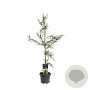 Cryptomeria j. 'Rasen' 80-100 cm 5,0L