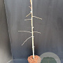 Ginkgo biloba 80-100 cm 5,0L
