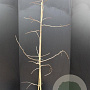 Ginkgo biloba 150-175 cm 10L