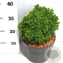 Picea gl. 'Alberta Globe' 25-30 cm 5,0L