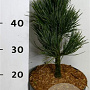 Pinus cembra 'Glauca' 25-30 cm 5,0L