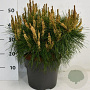 Pinus dens. 'Alice Verkade' 40-50 cm 7,5L