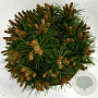 Pinus mugo 'Benjamin' 20-25 cm 5,0L