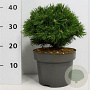 Pinus mugo 'Benjamin' 20-25 cm 5,0L