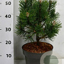 Pinus mugo 'Columbo' 30-40 cm 5,0L