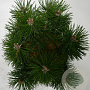 Pinus mugo 'Columbo' 30-40 cm 5,0L