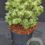 Pinus mugo 'Mops' 20-25 cm 5,0L