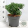 Pinus mugo 'Mops' 20-25 cm 5,0L