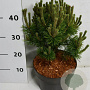 Pinus mugo 'Mops' 20-25 cm 5,0L