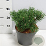 Pinus mugo 'Mops' 20-25 cm 5,0L