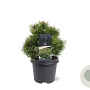 Pinus mugo 'Mops' 25-30 cm 5,0L