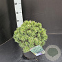 Pinus mugo 'Mops' 25-30 cm 5,0L